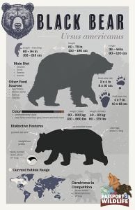 Black Bear Facts Poster (Carnivore Facts Series)