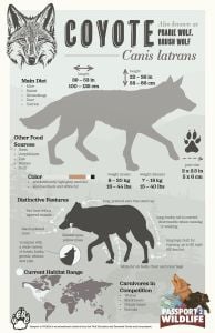 Coyote Facts Poster (Carnivore Facts Series)