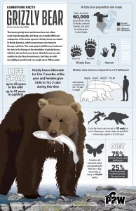 Grizzly Bear Facts Poster (Carnivore Facts Series)