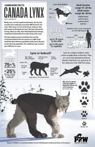 Lynx Facts Poster (Carnivore Facts Series)