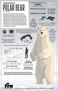 Polar Bear Facts Poster (Carnivore Facts Series)