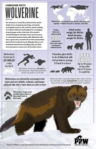 Wolverine Facts Poster (Carnivore Facts Series)
