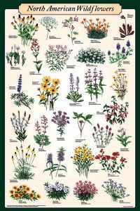 North American Wildflowers Poster (Laminated)