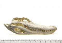 Alligator Skull Replica (12")