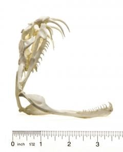 Gaboon Viper Skull Replica