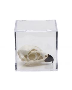 Birds of Prey Skull Collection with Discounted Museum Display Cases