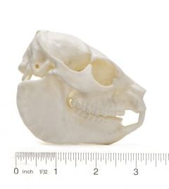 Rock Hyrax Skull Replica