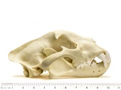Jaguar Skull Replica