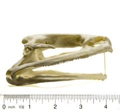 Frog (Goliath) Skull Replica