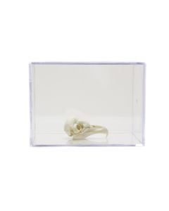 Owl Skull Collection with Discounted Museum Display Cases