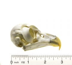 Owl (Barred) Skull Replica