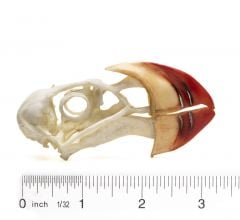 Puffin (Horned) Skull Replica