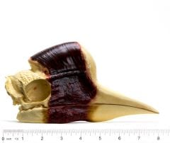 Hornbill (Helmeted) Skull Replica