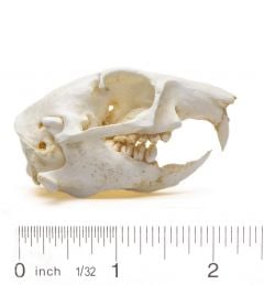 Prairie Dog Skull Replica