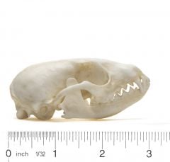 Ringtail Skull Replica