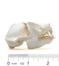 Slow Loris Skull Replica