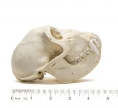 Monkey (Rhesus) Skull Replica