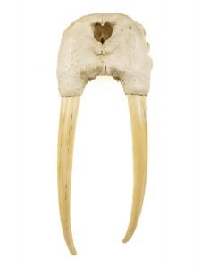 Walrus Skull And Tusk Replica