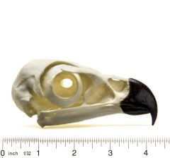 Eagle (Golden) Skull Replica