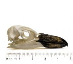 Penguin (Magellan) Skull Replica