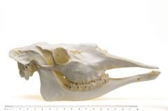 Moose Skull Replica