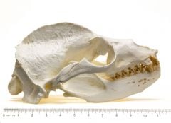 Sea Lion (California) Skull Replica