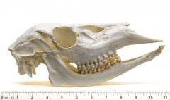 Deer (Whitetail Doe) Skull Replica