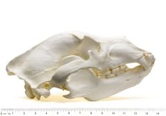 Bear (Grizzly) Skull Replica
