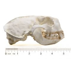 Otter (Sea) Skull Replica