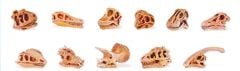 Mini Dinosaur Skulls Model Set