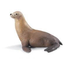 Sea Lion (Basking) Model