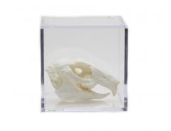 Herbivore Skull Collection with Discounted Museum Display Cases
