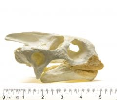 Tortoise (Galapagos) Skull Replica