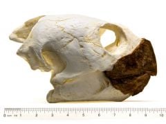 Turtle (Loggerhead) Skull Replica
