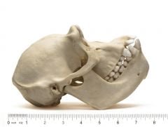 Chimpanzee (Female) Skull Replica