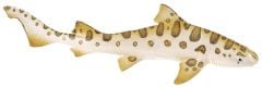 Shark (Leopard) Model