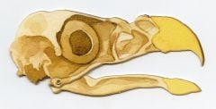 Eagle (Bald) Skull Model