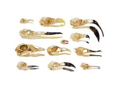 Birds 2D Skull Model® Collection (Discounted Set of 12 Skull Models)
