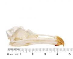 Gull (California) Skull Replica