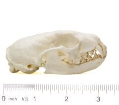 Marten (American) Skull Replica