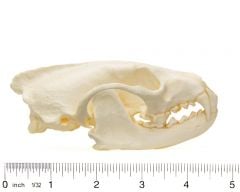 Fisher Skull Replica
