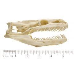 Python (Reticulated) Skull Replica