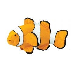 Clown Anemone Fish Model
