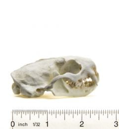 Ferret (Black-Footed) Skull Replica