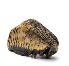 Mammoth Tooth Replica