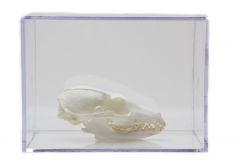 Canine Skull Collection with Discounted Museum Display Cases