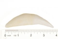 Lion (African) Canine Tooth Replica