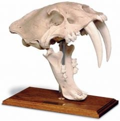 Smilodon Skull Replica (Antique White Finish)