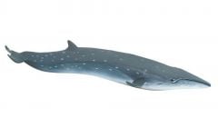 Whale (Sei) Model