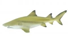 Shark (Lemon) Model